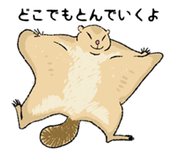 Fiyng squirrel and nocturnal animals sticker #7887931