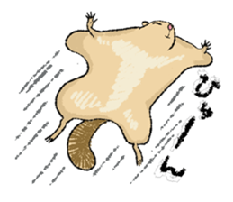 Fiyng squirrel and nocturnal animals sticker #7887938