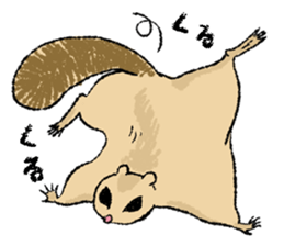 Fiyng squirrel and nocturnal animals sticker #7887939