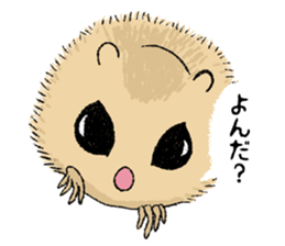 Fiyng squirrel and nocturnal animals sticker #7887946