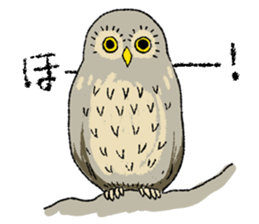 Fiyng squirrel and nocturnal animals sticker #7887956