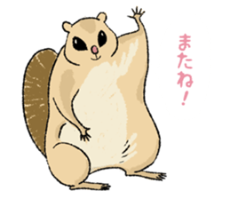 Fiyng squirrel and nocturnal animals sticker #7887963
