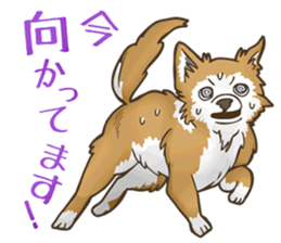 I Love Chihuahua Sticker sticker #7901197