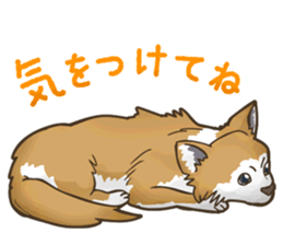 I Love Chihuahua Sticker sticker #7901198