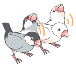 Sticker of a Java sparrow 2 sticker #7908380