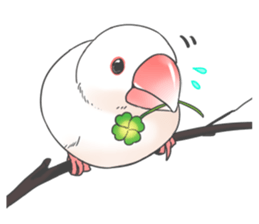 Sticker of a Java sparrow 2 sticker #7908387
