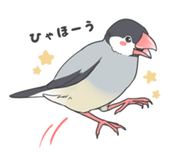 Sticker of a Java sparrow 2 sticker #7908391