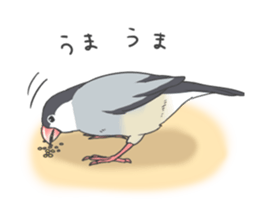 Sticker of a Java sparrow 2 sticker #7908392