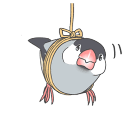 Sticker of a Java sparrow 2 sticker #7908399