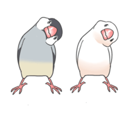 Sticker of a Java sparrow 2 sticker #7908400