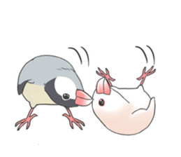 Sticker of a Java sparrow 2 sticker #7908402