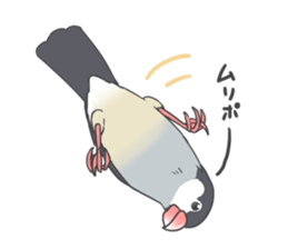 Sticker of a Java sparrow 2 sticker #7908403