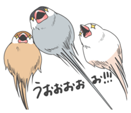 Sticker of a Java sparrow 2 sticker #7908410