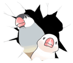 Sticker of a Java sparrow 2 sticker #7908418