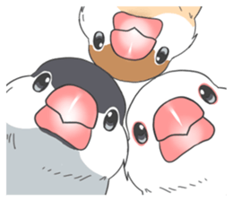 Sticker of a Java sparrow 2 sticker #7908419