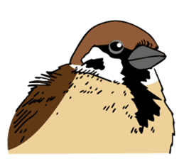 Pooh of sparrow, Fluffy daily sticker #7929017