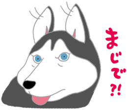 penguin & Siberian husky ,cute Sticker sticker #7945186