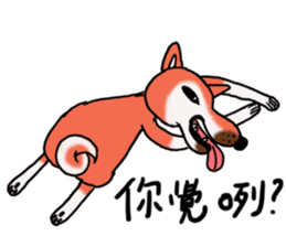 Shiba Dog PanPan's normal life 2nd sticker #7950281