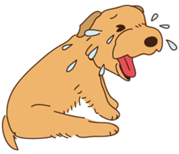 Lovable Norfolkterrier!! sticker #7954566