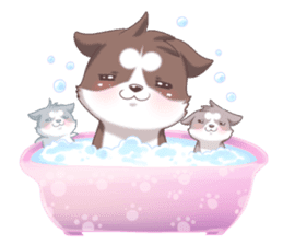 Cocoa Siberian Husky Vol.2 sticker #7957346