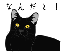 Rial-based black cat sticker #7957621