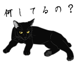 Rial-based black cat sticker #7957643