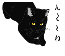 Rial-based black cat sticker #7957647