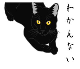 Rial-based black cat sticker #7957648