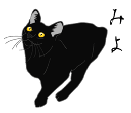 Rial-based black cat sticker #7957651