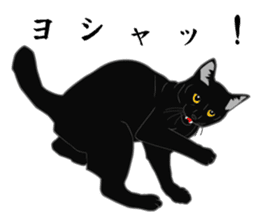 Rial-based black cat sticker #7957656