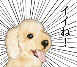 Poodle's real feelings sticker #7994208