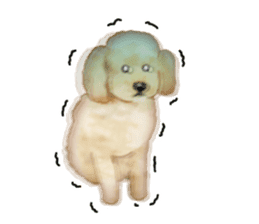 Poodle's real feelings sticker #7994227