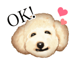 Poodle's real feelings sticker #7994234