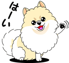 Cute Pomeranian dog sticker #8000324