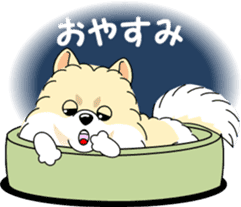 Cute Pomeranian dog sticker #8000331