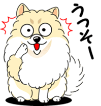 Cute Pomeranian dog sticker #8000349