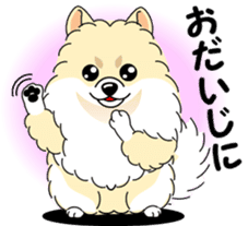 Cute Pomeranian dog sticker #8000352