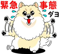 Cute Pomeranian dog sticker #8000354