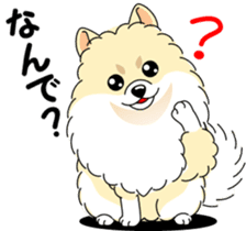 Cute Pomeranian dog sticker #8000355