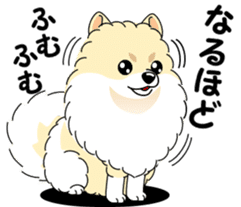 Cute Pomeranian dog sticker #8000358