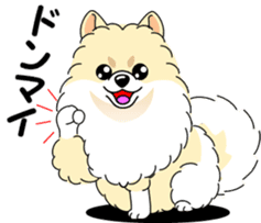 Cute Pomeranian dog sticker #8000362