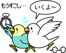 Budgerigar,budgie "Sekisei-inko" sticker #8000854