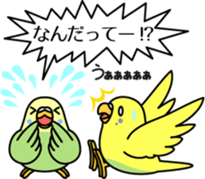 Budgerigar,budgie "Sekisei-inko" sticker #8000864