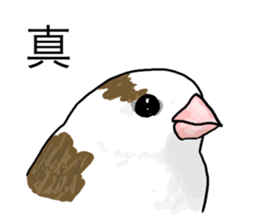 A Mass of Bengalese Finches sticker #8009832