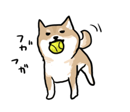 Shiba Inu Taro sticker #8048994