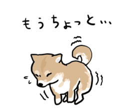 Shiba Inu Taro sticker #8048997
