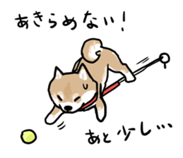 Shiba Inu Taro sticker #8048998