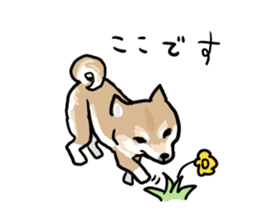 Shiba Inu Taro sticker #8048999