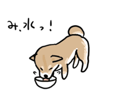 Shiba Inu Taro sticker #8049007