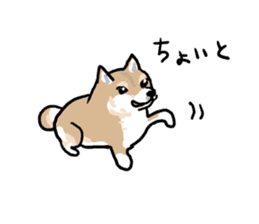 Shiba Inu Taro sticker #8049010